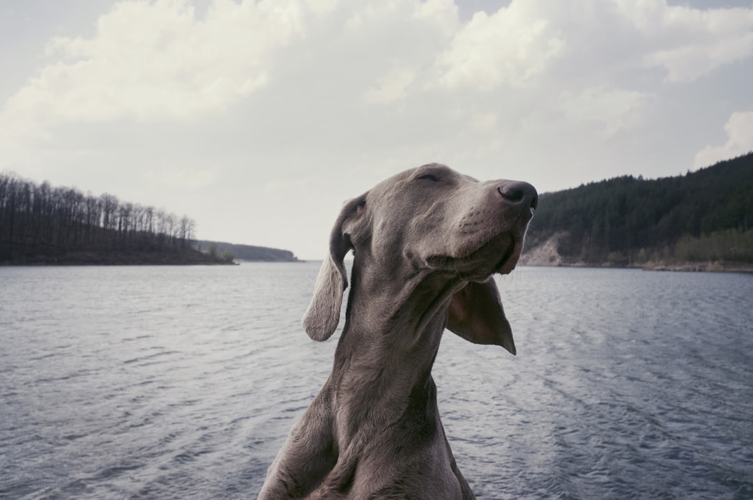 Photo Pyredoodle: Dog breed
